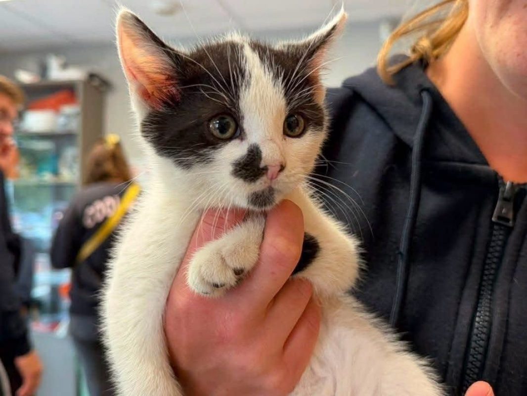 Framboise - Chat Européen à adopter