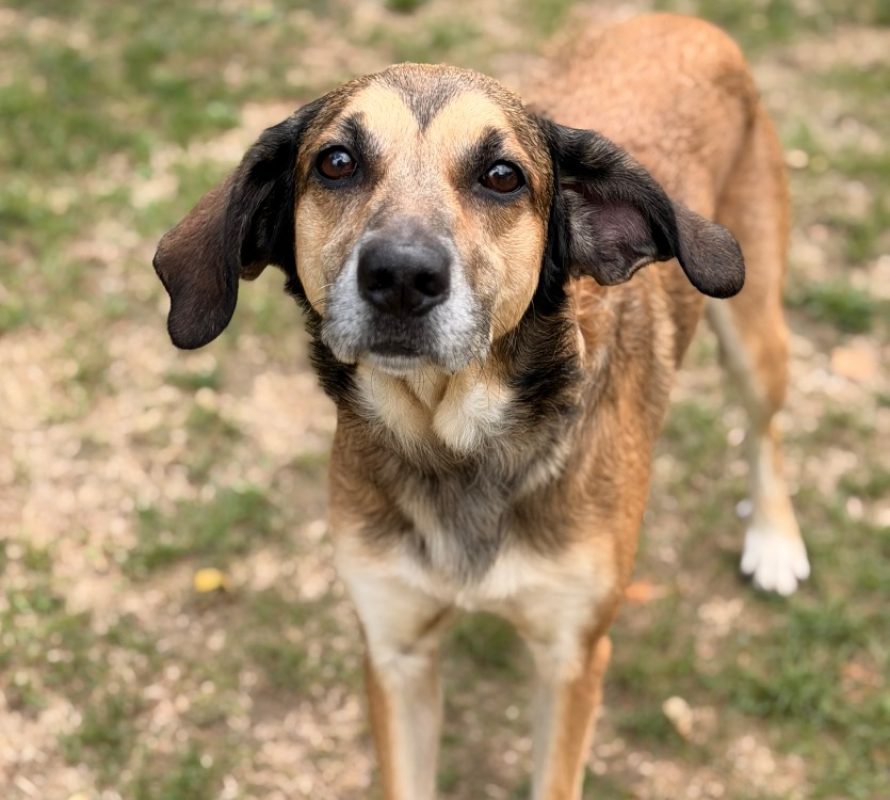 Mandrak - Chien Berger à adopter