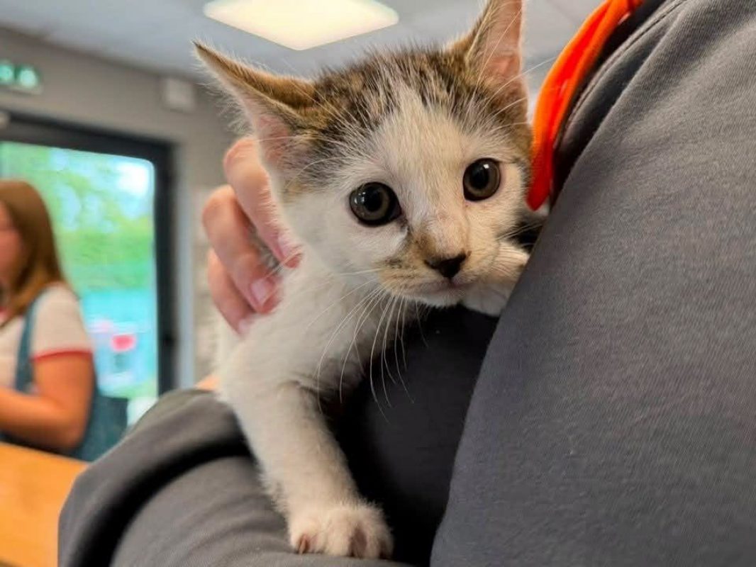 Citron - Chat Européen à adopter