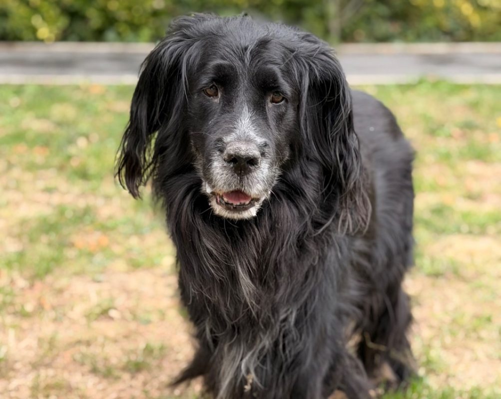 Natsu - Chien à adopter