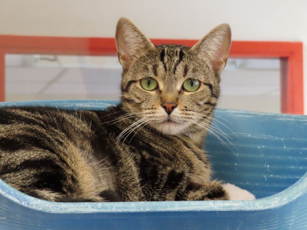Ellaria - Chat Européen à adopter