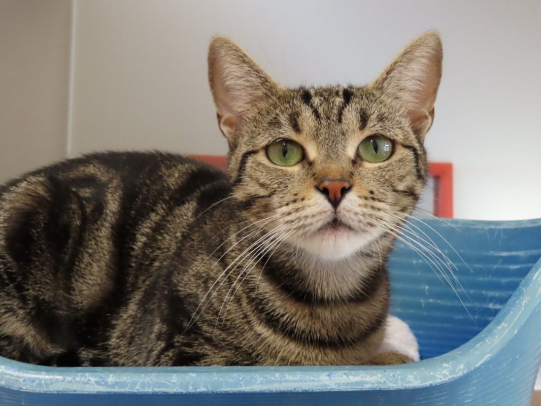 Ellaria - Chat Européen à adopter - photo 2
