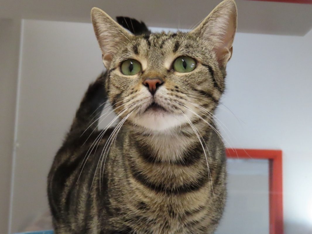 Ellaria - Chat Européen à adopter - photo 3