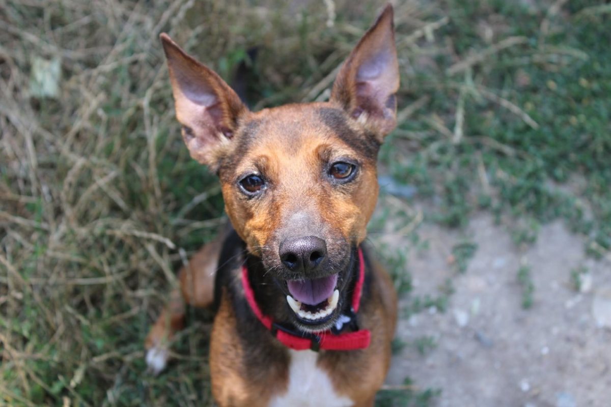 Perle - Chien Ratier pragois à adopter