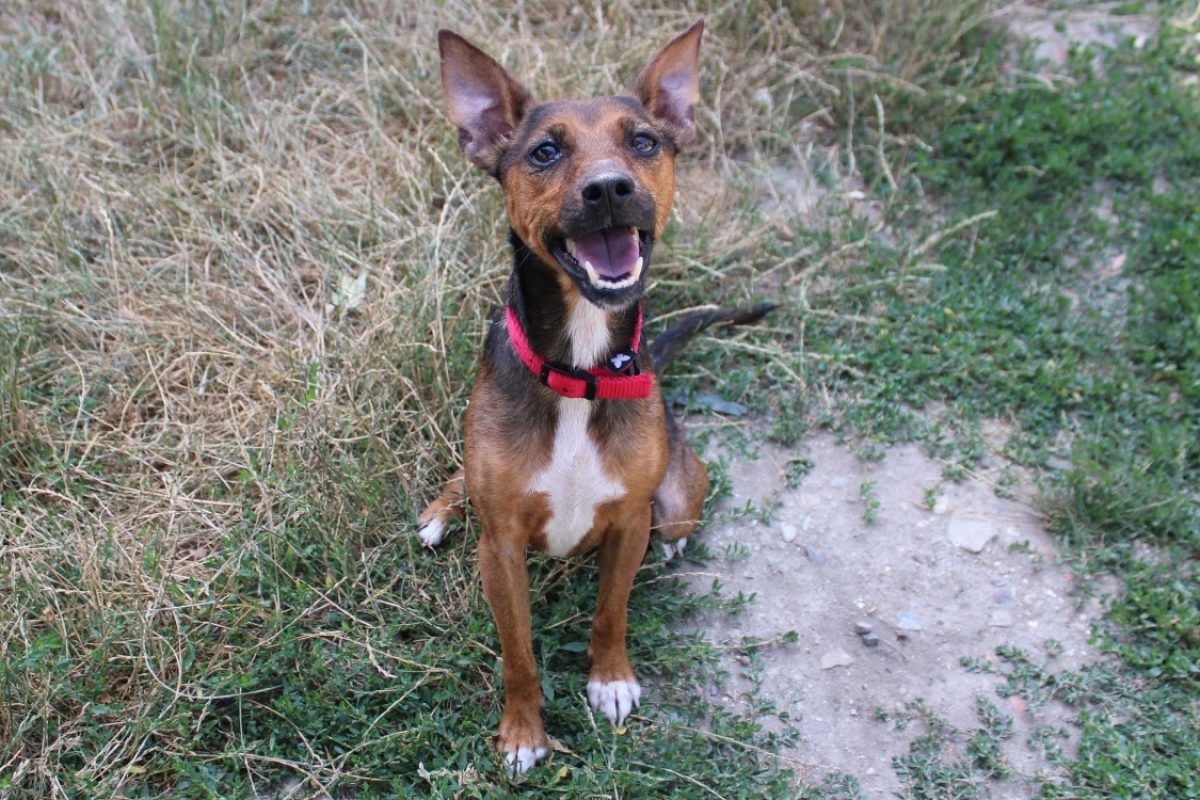 Perle - Chien Ratier pragois à adopter - photo 2