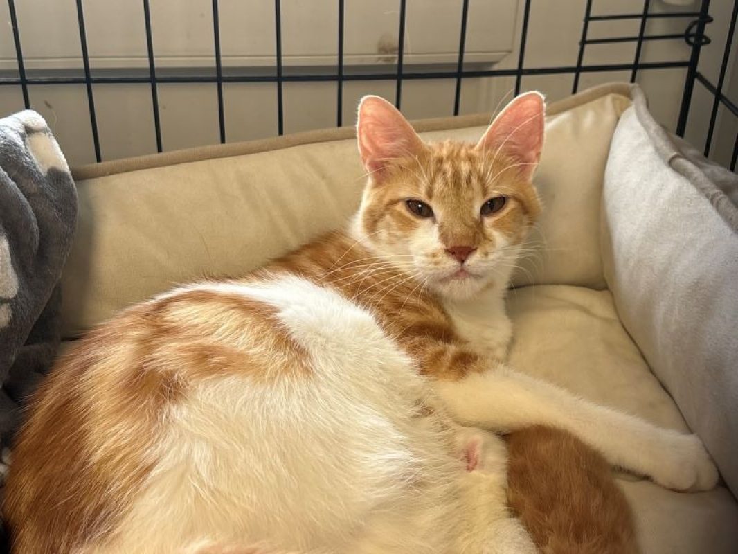 Gregale - Chat Européen à adopter