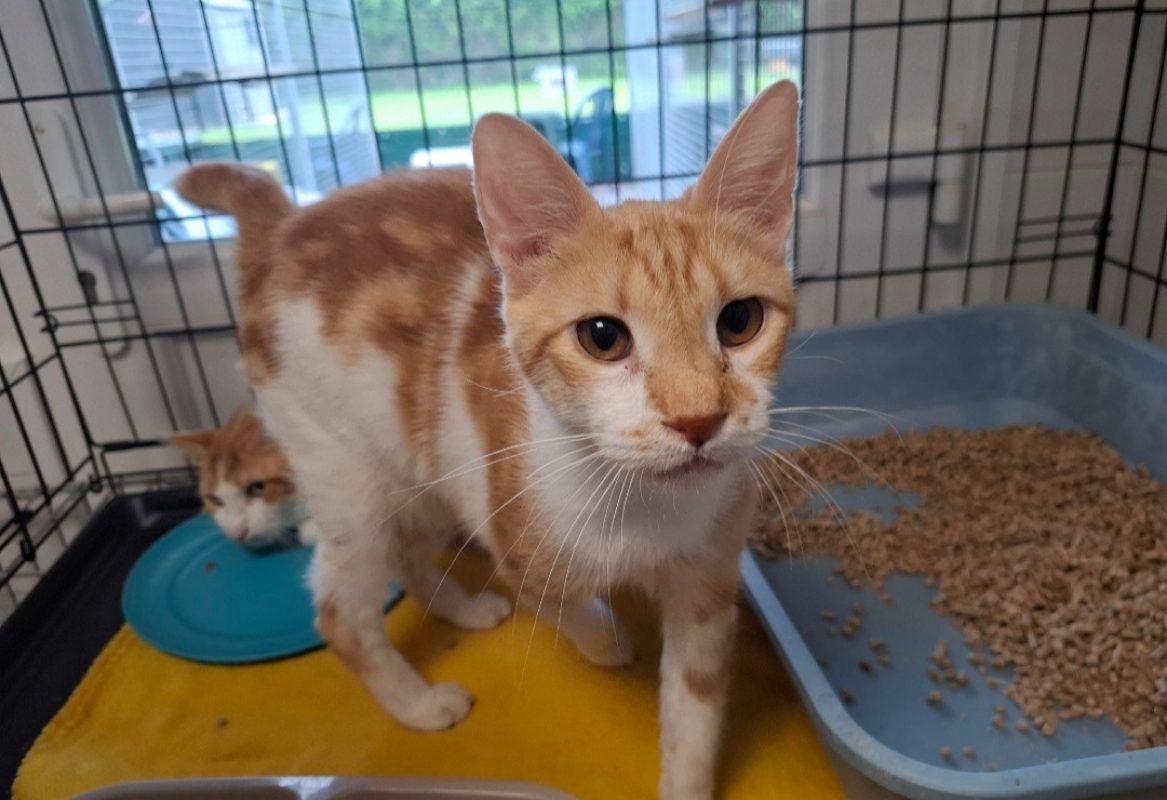 Gregale - Chat Européen à adopter - photo 2