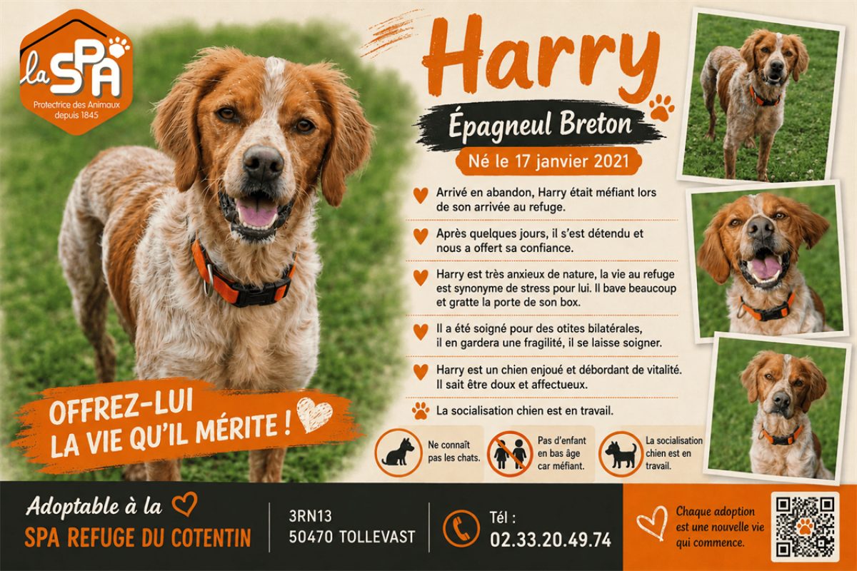 Harry - Chien Epagneul Breton à adopter