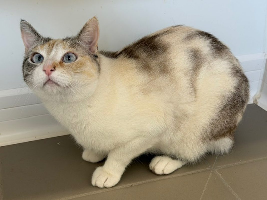 Wendy - Chat Européen à adopter