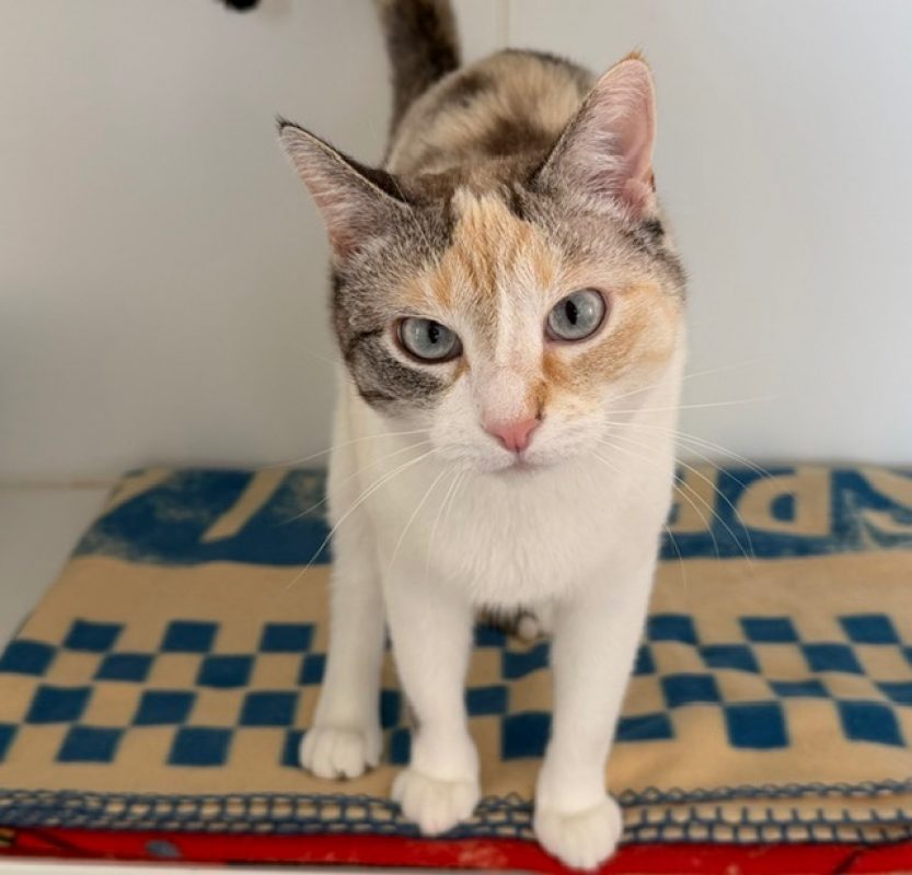 Wendy - Chat Européen à adopter - photo 2