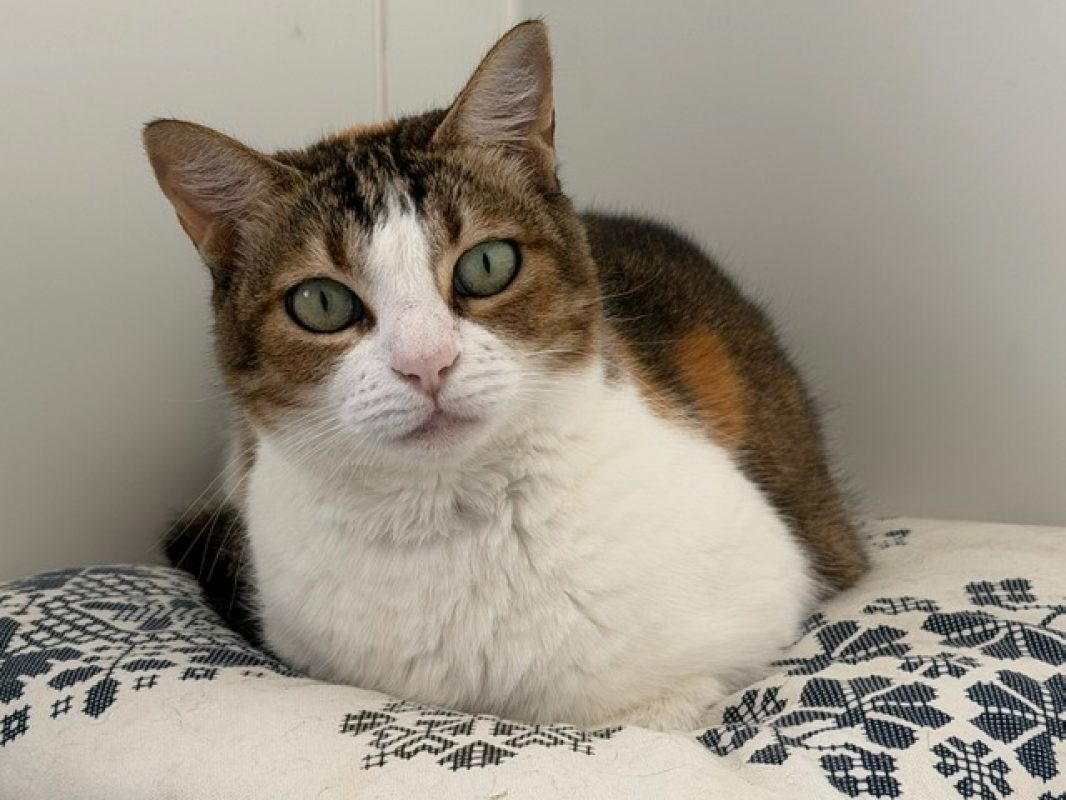 Tchiun - Chat Européen à adopter