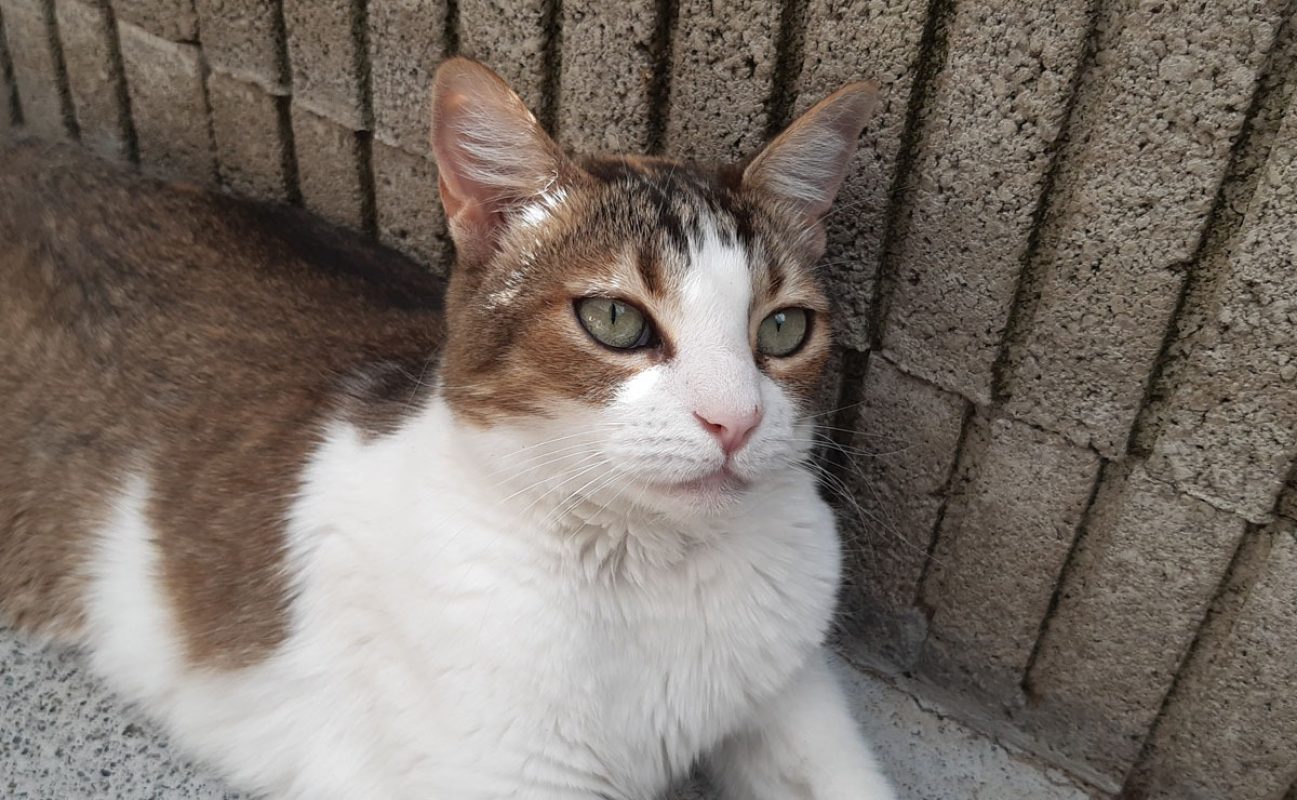 Tchiun - Chat Européen à adopter - photo 2