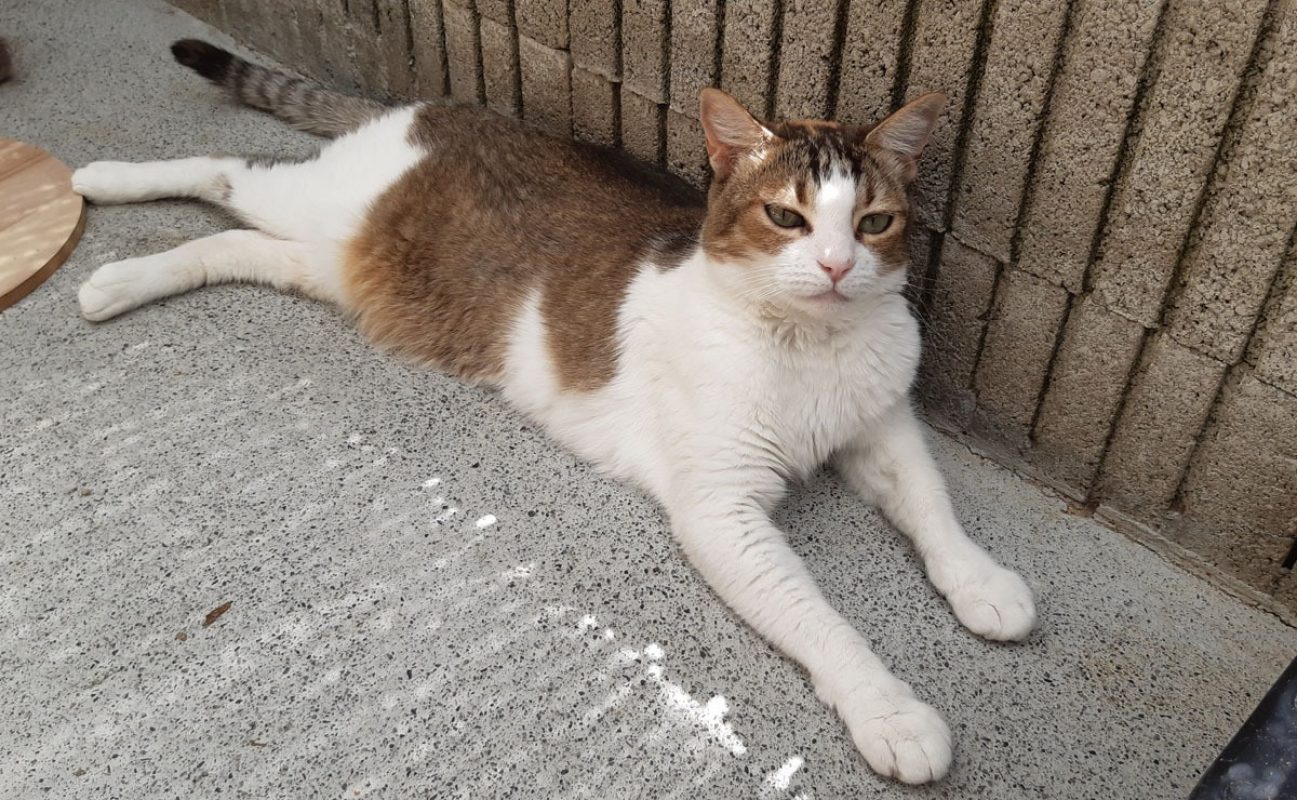 Tchiun - Chat Européen à adopter - photo 3