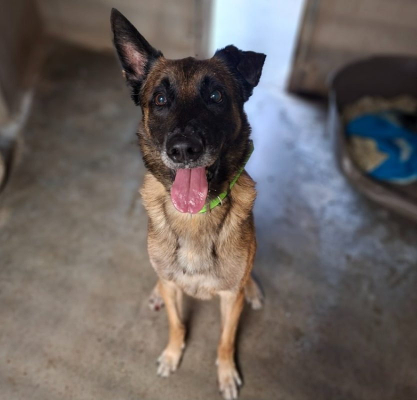 Orko - Chien Berger Belge Malinois à adopter