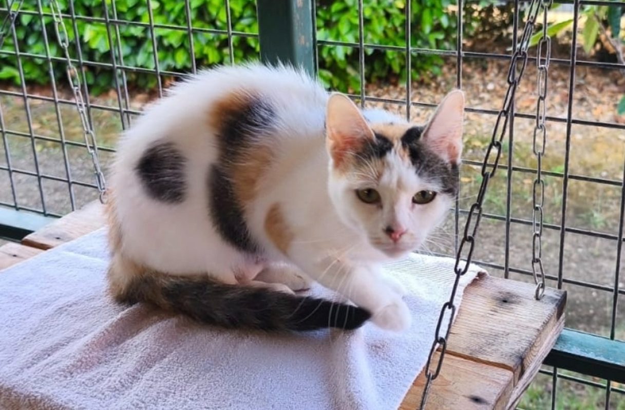 Marlie - Chat Européen à adopter