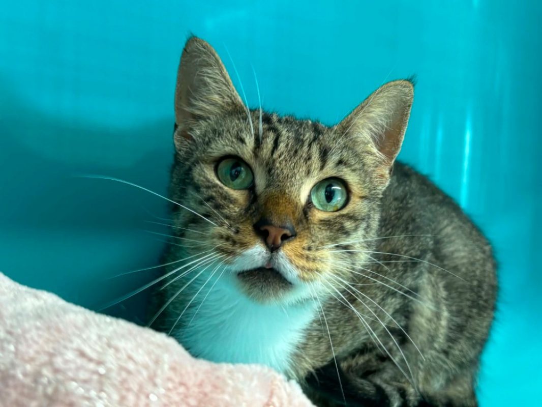 Simba - Chat Européen à adopter