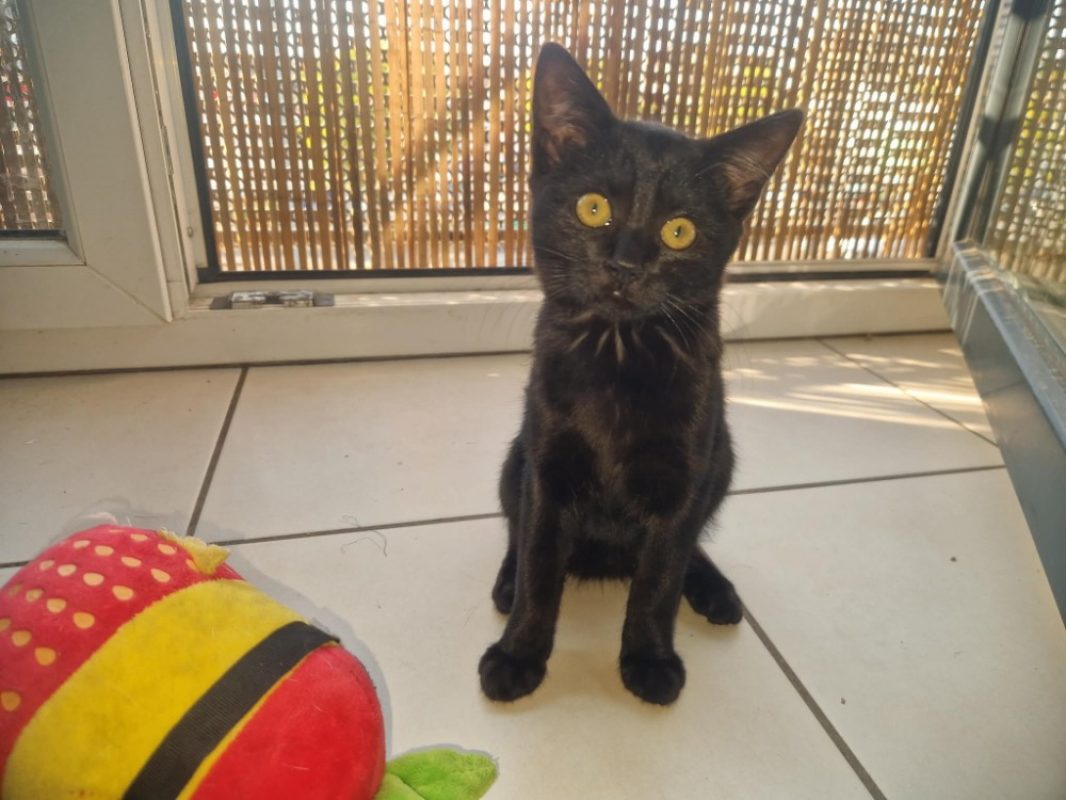 Marceline - Chat Européen à adopter