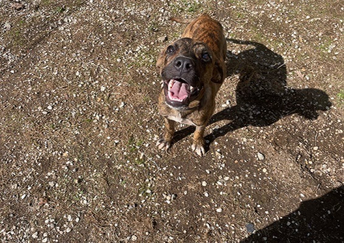Aramis - Chien à adopter