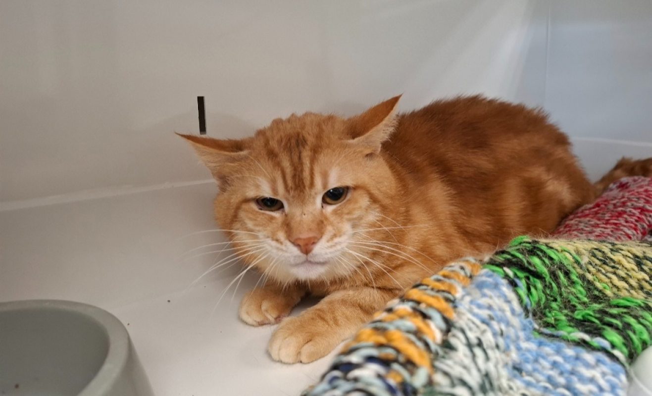 Sirocco - Chat Européen à adopter
