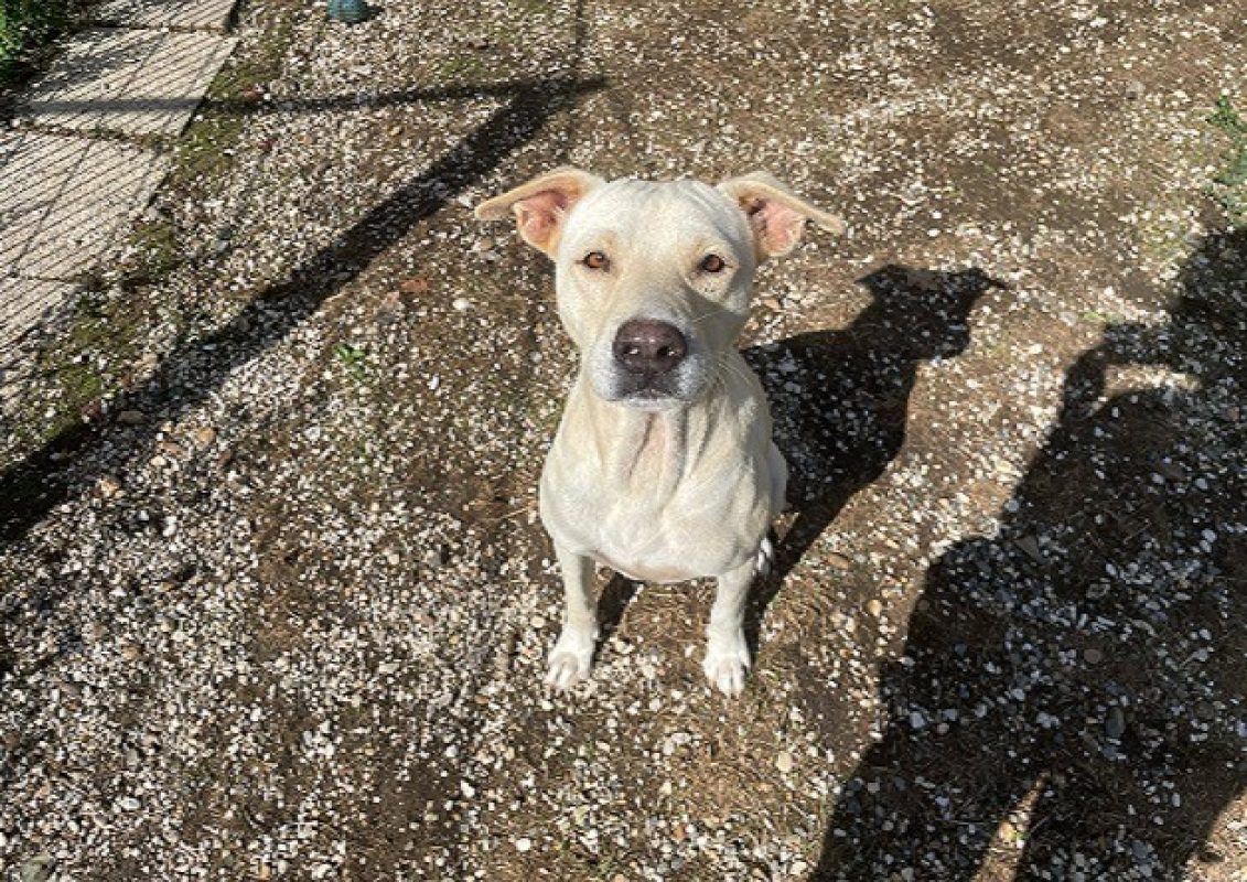 School - Chien à adopter