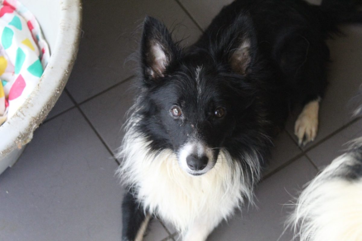 Basil - Chien Border Collie à adopter