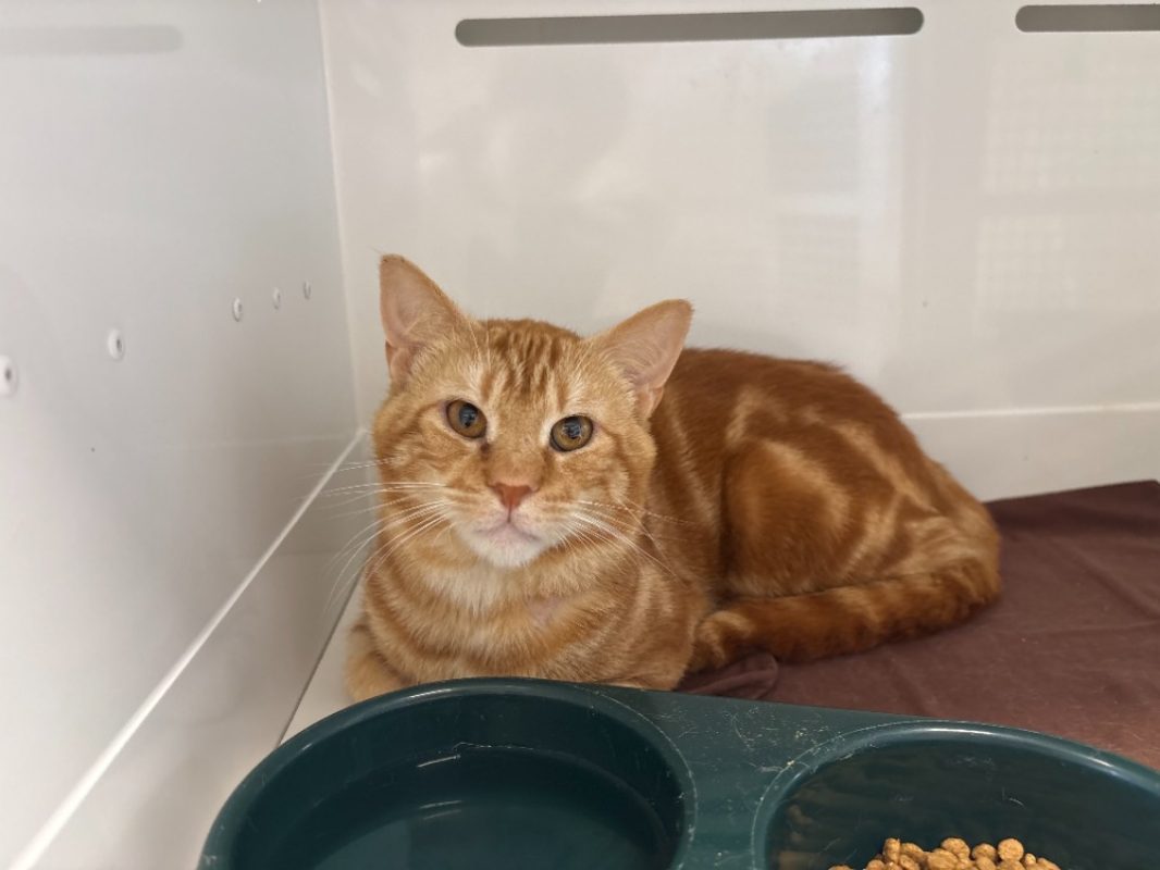 Tehuano - Chat Européen à adopter