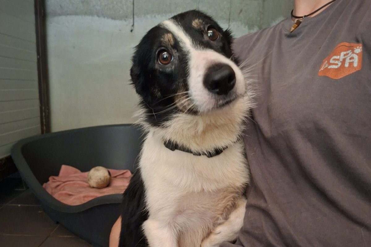 Billie - Chien Border Collie à adopter