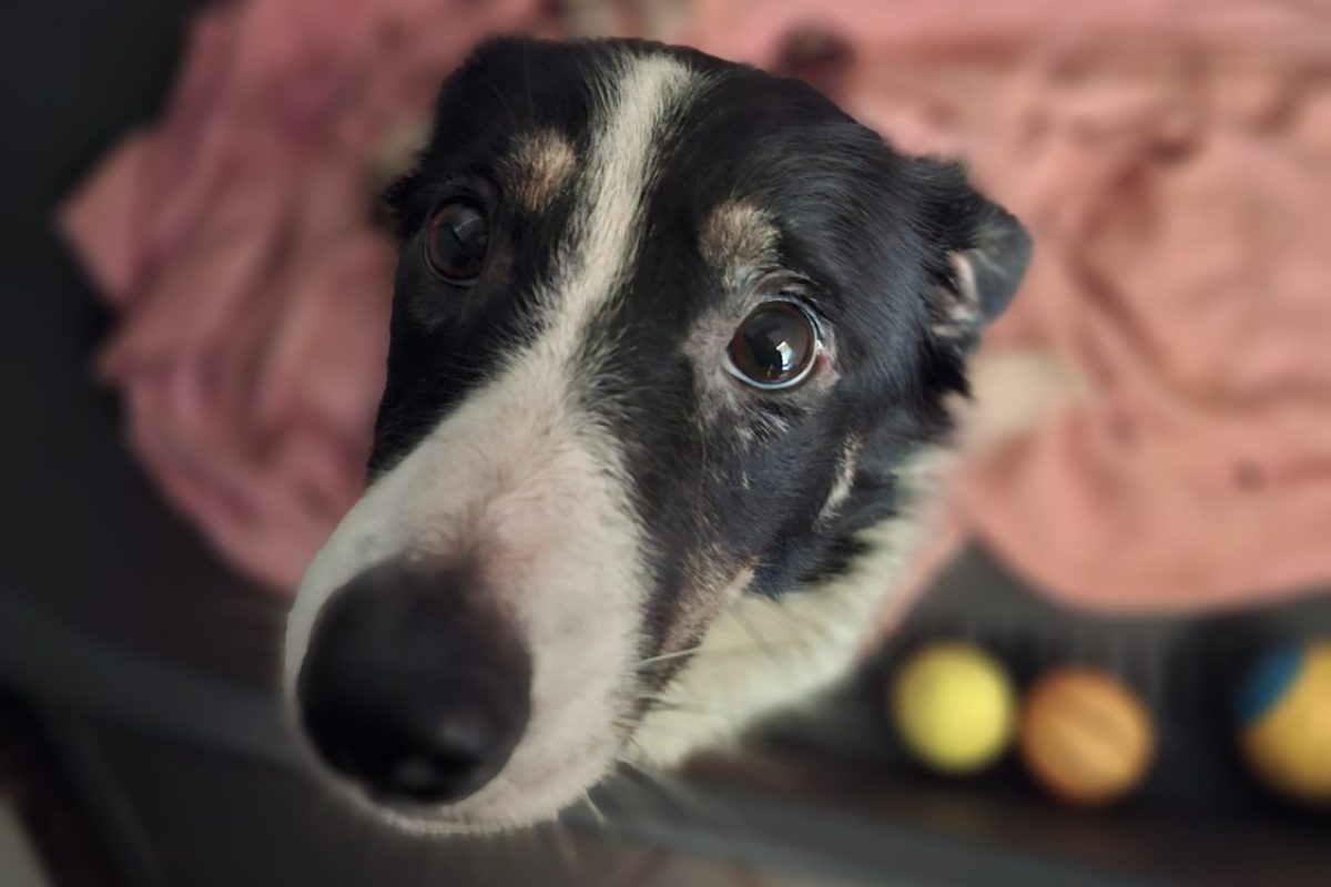 Billie - Chien Border Collie à adopter - photo 2