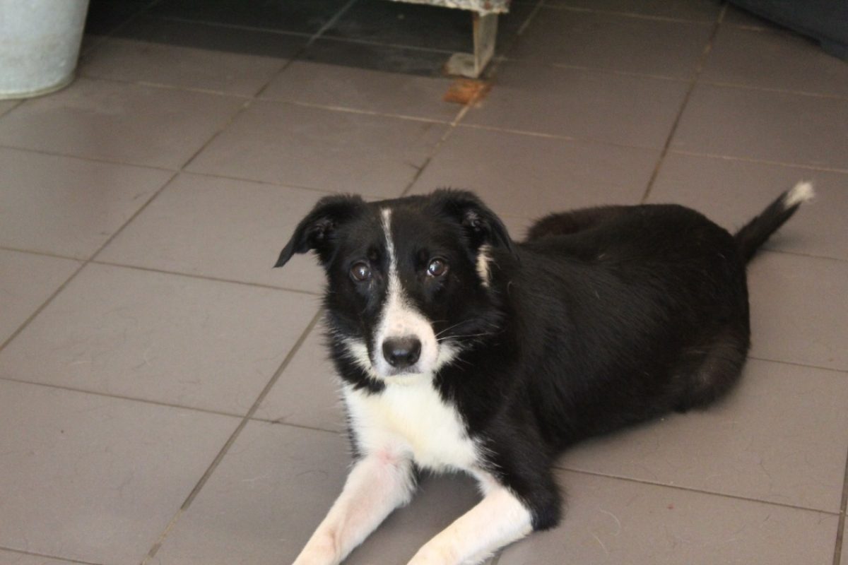Blubel - Chien Border Collie à adopter