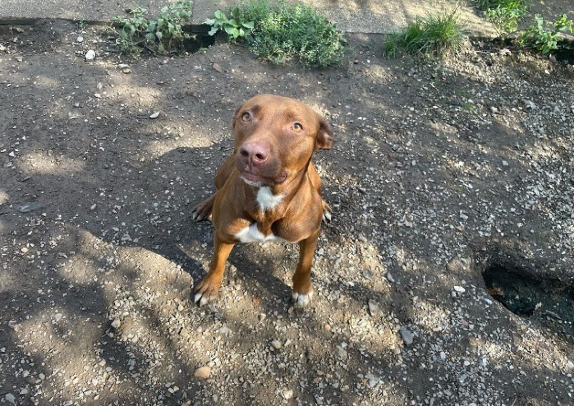 Diva - Chien à adopter