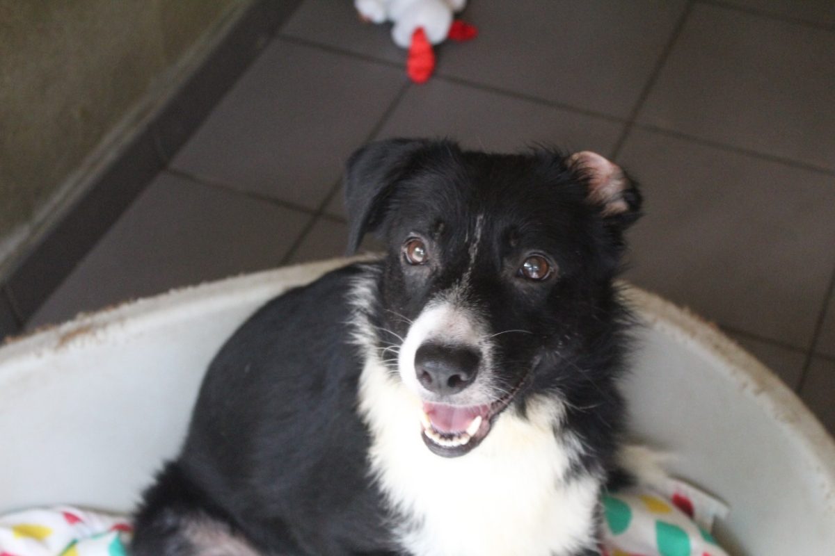 Bonita - Chien Border Collie à adopter