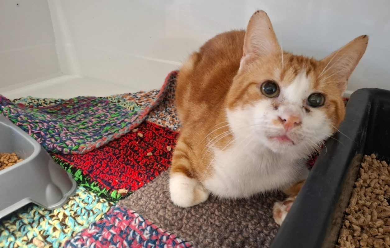 Williwaw - Chat Européen à adopter