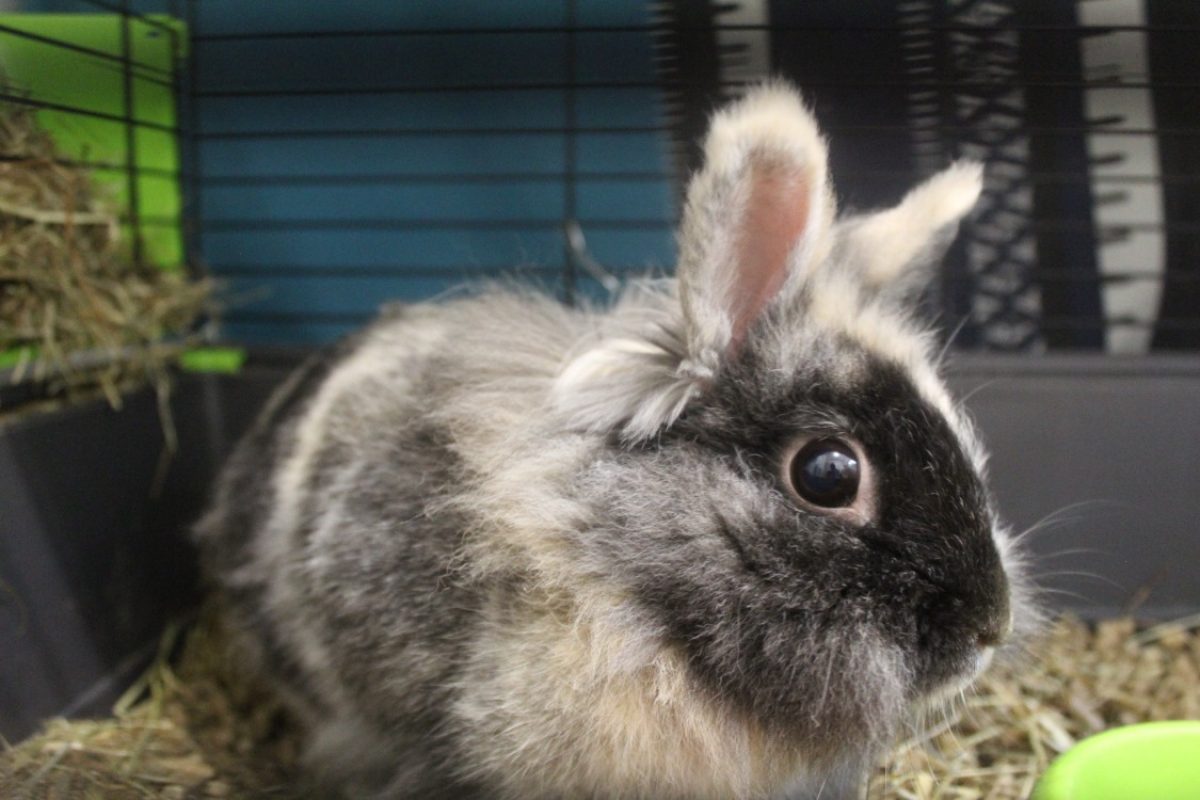 Billie - Rongeur Lapin à adopter