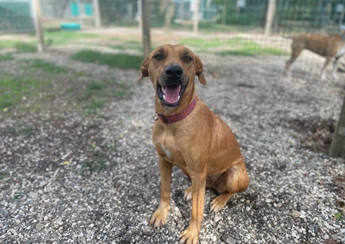 Kasya - Chien à adopter