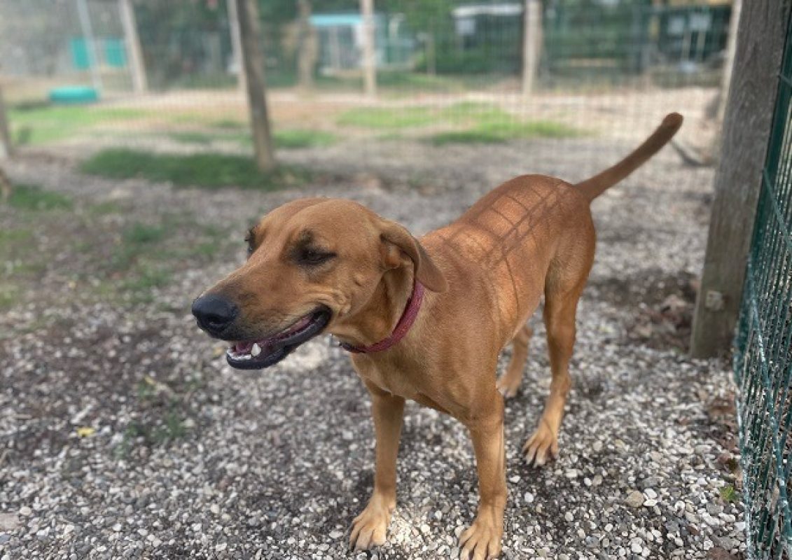 Kasya - Chien à adopter - photo 2