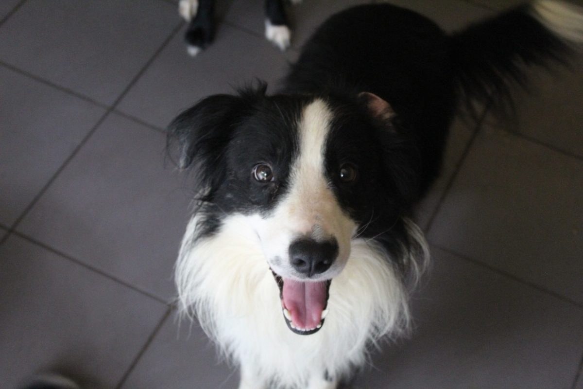 Booky - Chien Border Collie à adopter