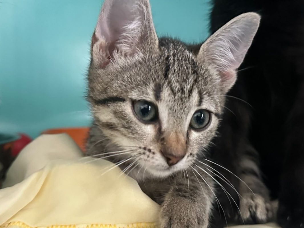 Nuage - Chat Européen à adopter