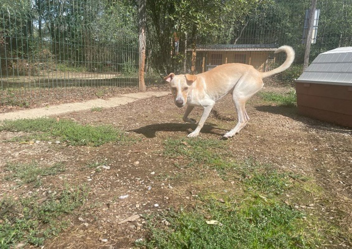 Diablo - Chien à adopter