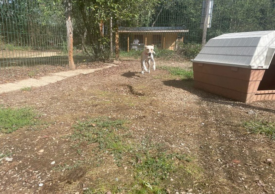 Diablo - Chien à adopter - photo 2