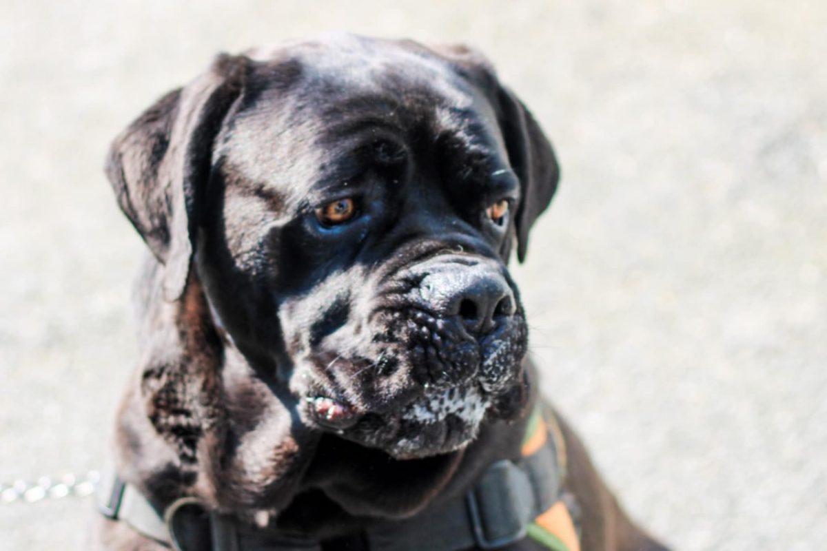 Rider - Chien Cane Corso à adopter