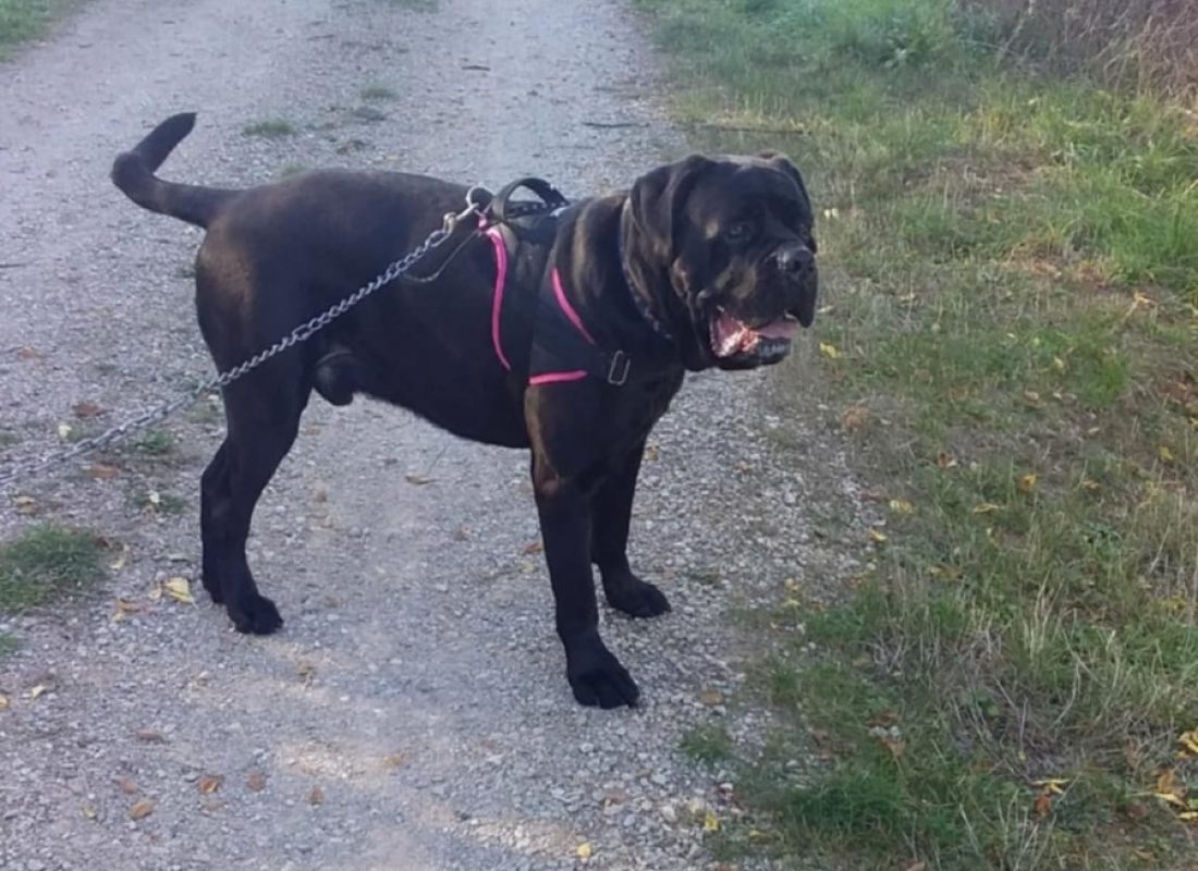 Rider - Chien Cane Corso à adopter - photo 2