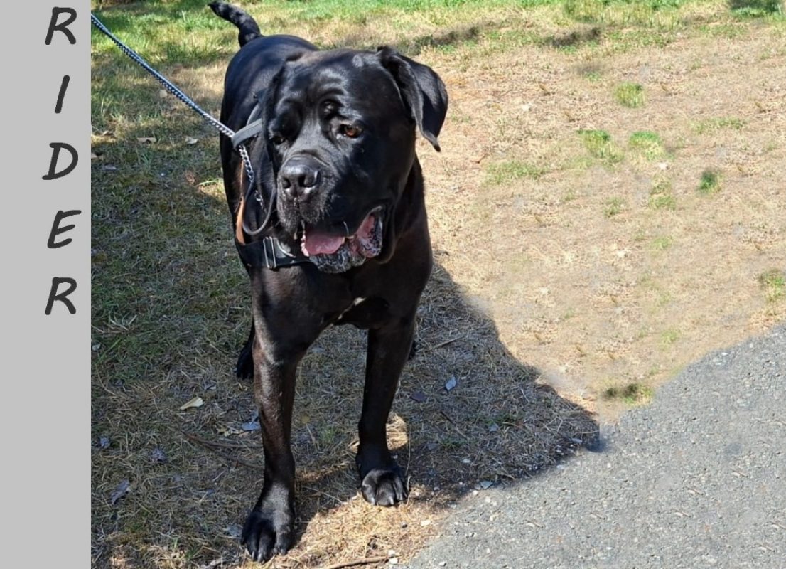 Rider - Chien Cane Corso à adopter - photo 3