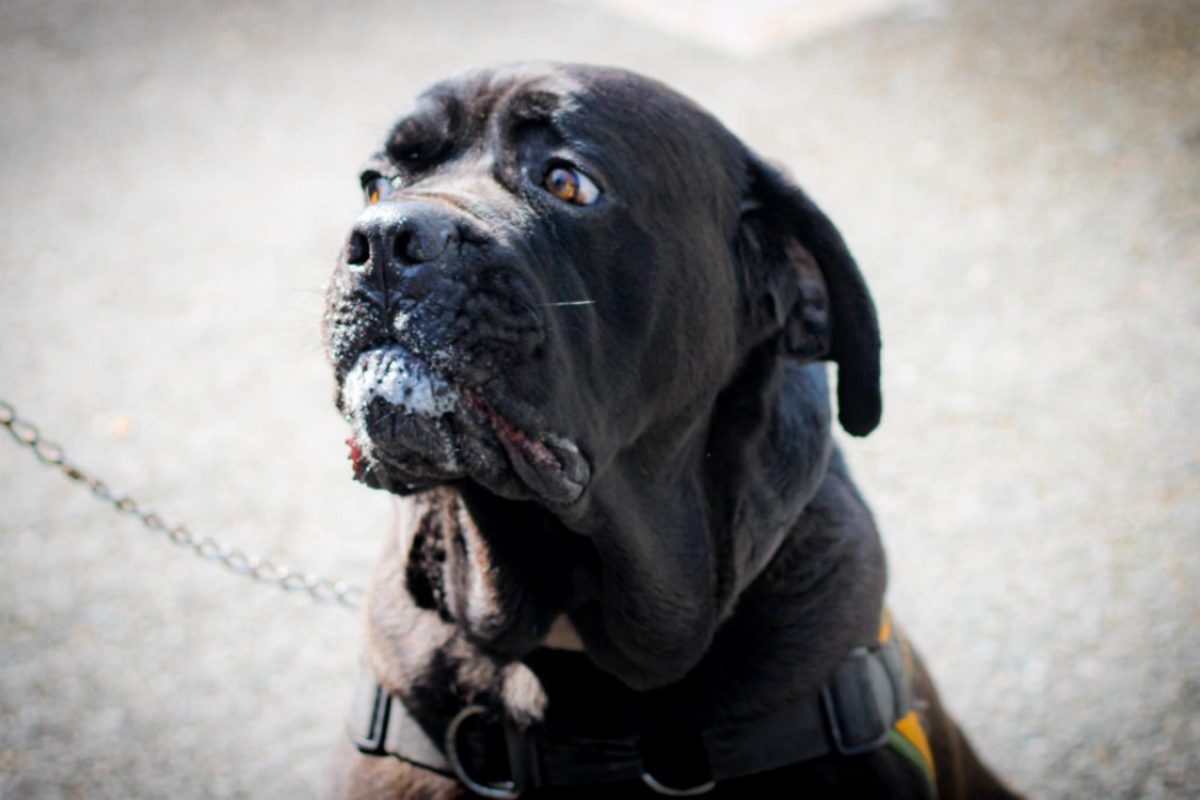 Rider - Chien Cane Corso à adopter - photo 4