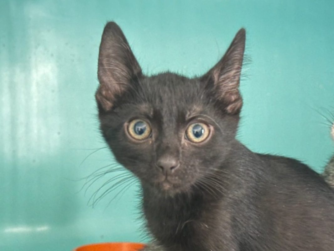 Nectar - Chat Européen à adopter