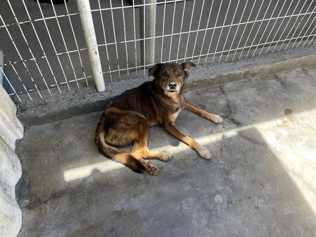 Fox - Chien à adopter