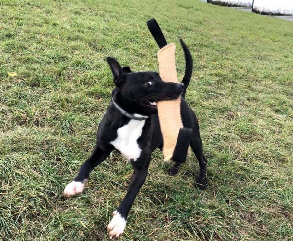 Raiden dit rainbow - Chien à adopter
