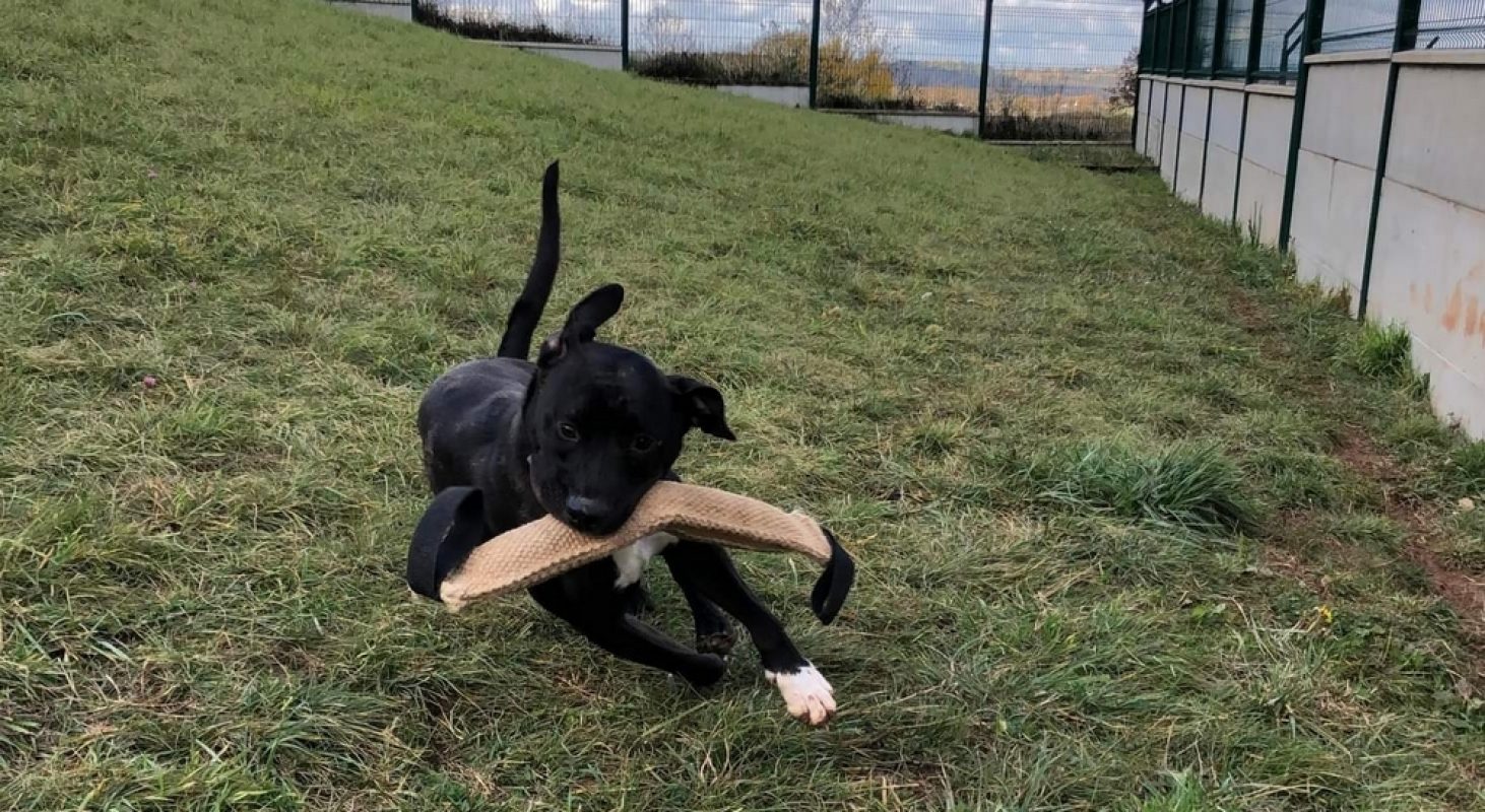 Raiden dit rainbow - Chien à adopter - photo 2
