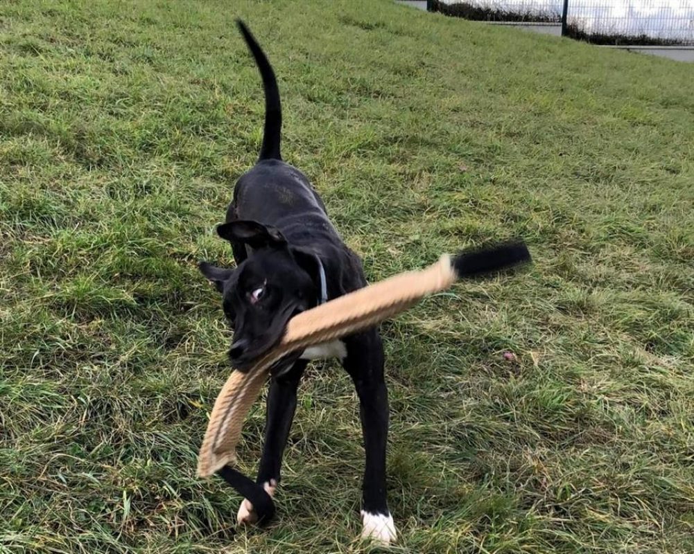 Raiden dit rainbow - Chien à adopter - photo 3