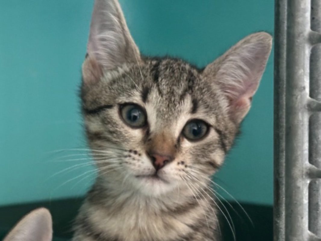 Novaé - Chat Européen à adopter