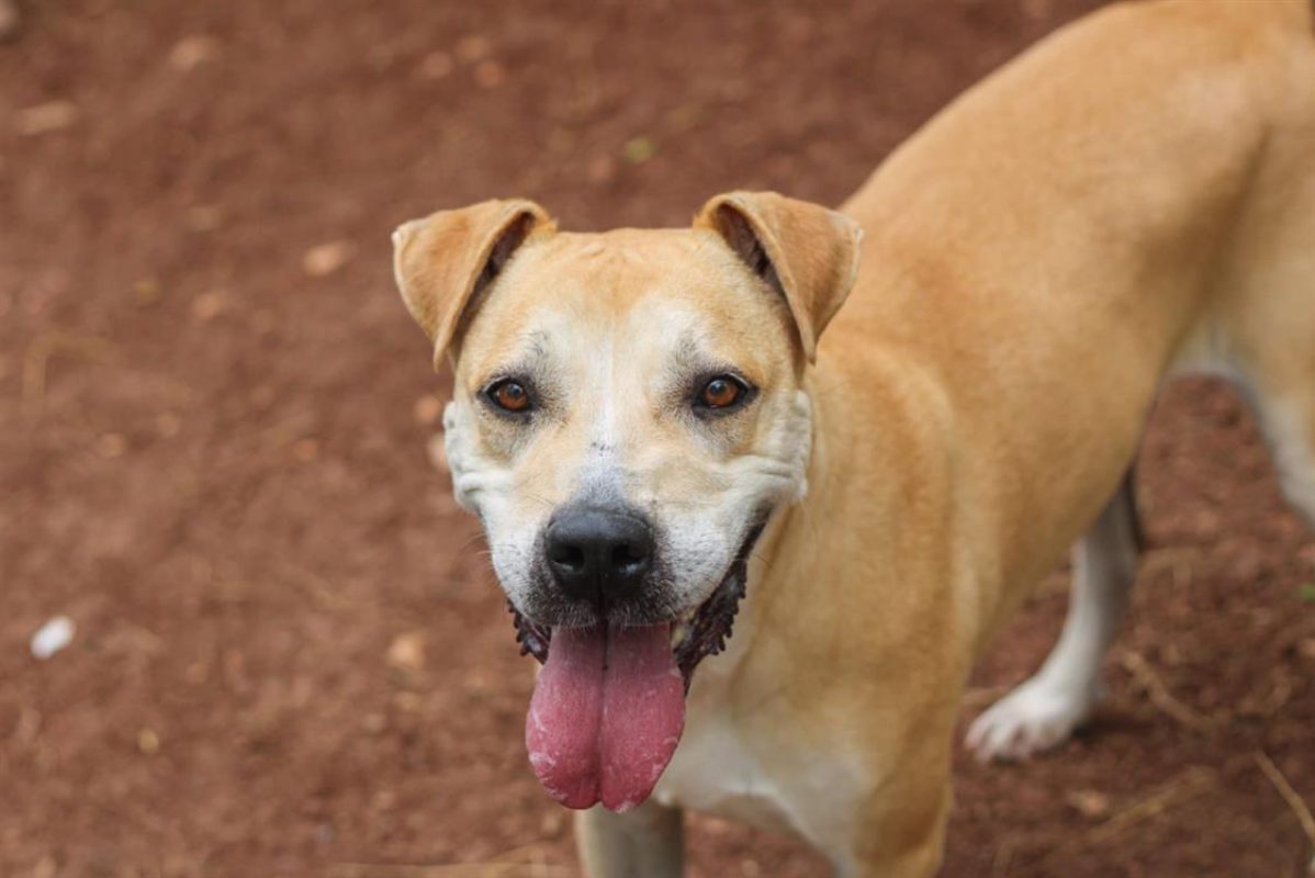 Paulette - Chien à adopter